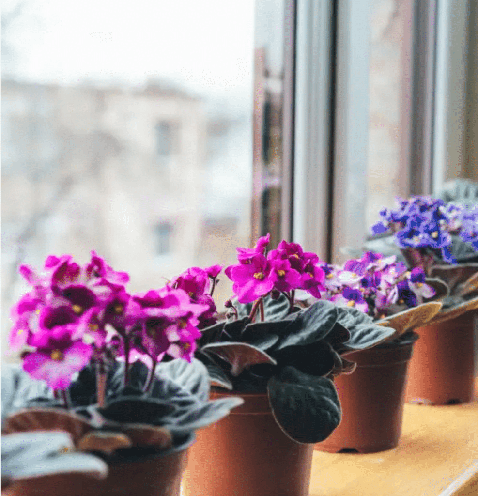 Styling purple houseplants